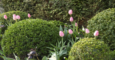 tuintips-kraaij-april-384-x-202