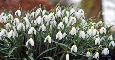 tuintips-kraaij-februari-384-x-202