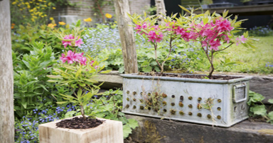 tuintips-kraaij-maart-384-x-202