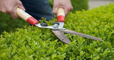 tuintips-kraaij-snoeien-in-maand-mei-384-x-202