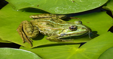 tuintips-kraaij-kikker-bij-vijver-384-x-202