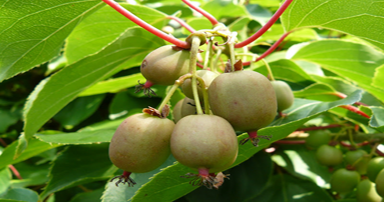 tuintips-kraaij-kiwiboom-aanplanten-september-384-x-202