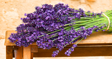 tuintips-kraaij-lavendel-ophangen-juli-384-x-202