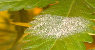 tuintips-kraaij-meeldauw-op-blad-augustus-384-x-202