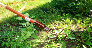 tuintips-kraaij-onkruid-verwijderen-juni-384-x-202